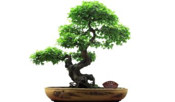 Как вырастить бонсай